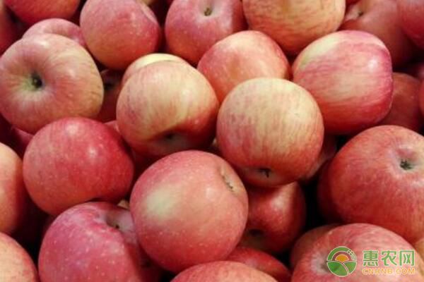 苹果树缺铁症发生原因、症状表现、防治措施